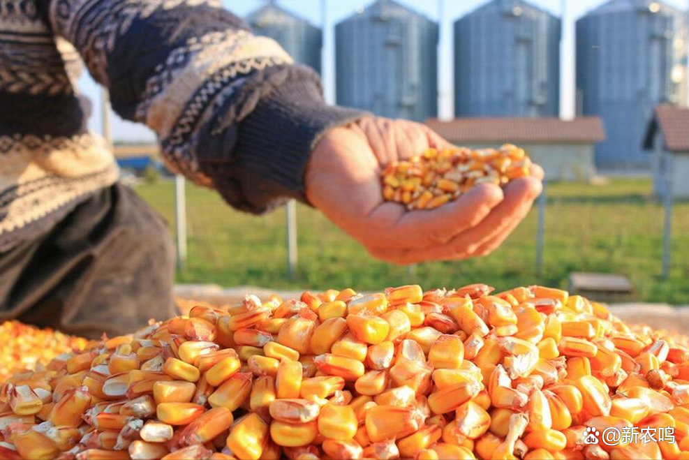 中储粮：近期继续增加国产玉米收储库点