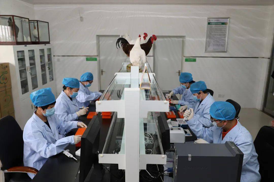 新五丰：拟与科普利信成立合资公司开展联合育种项目合作