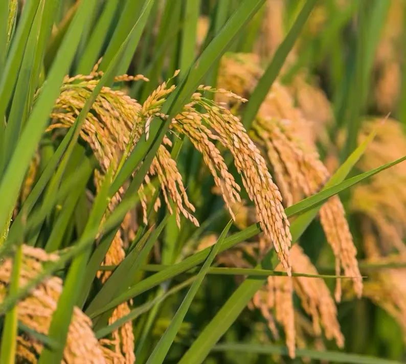 农业农村部：继续大力发展绿色优质农产品