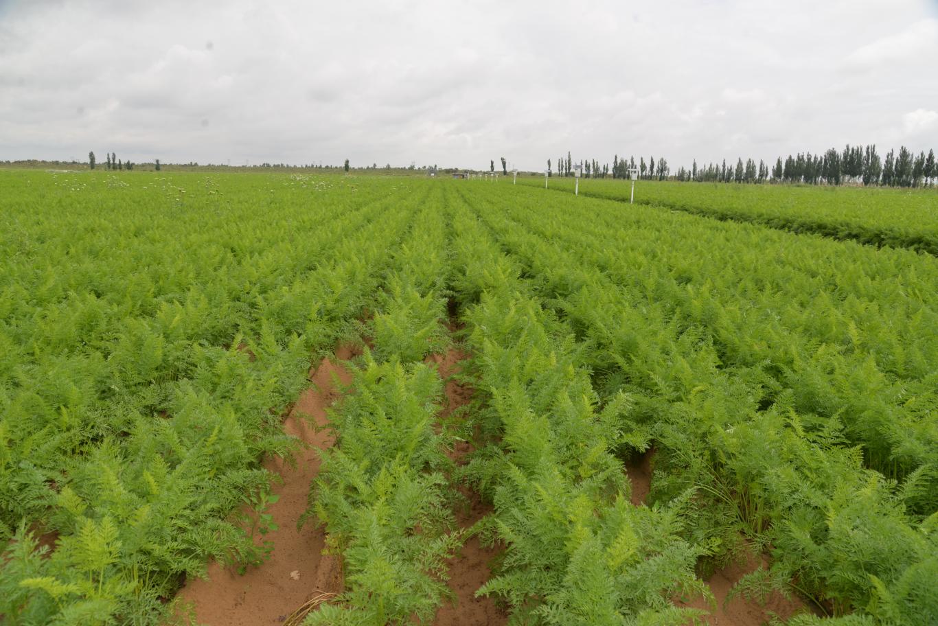 农业农村部：继续大力发展绿色优质农产品