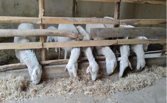 新疆振兴概念上涨2.98%，8股主力资金净流入超亿元