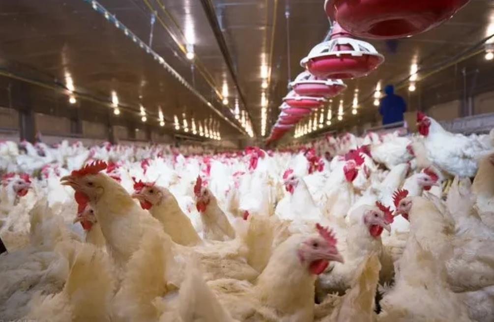 湘佳股份：近期黄羽肉鸡价格有回升迹象