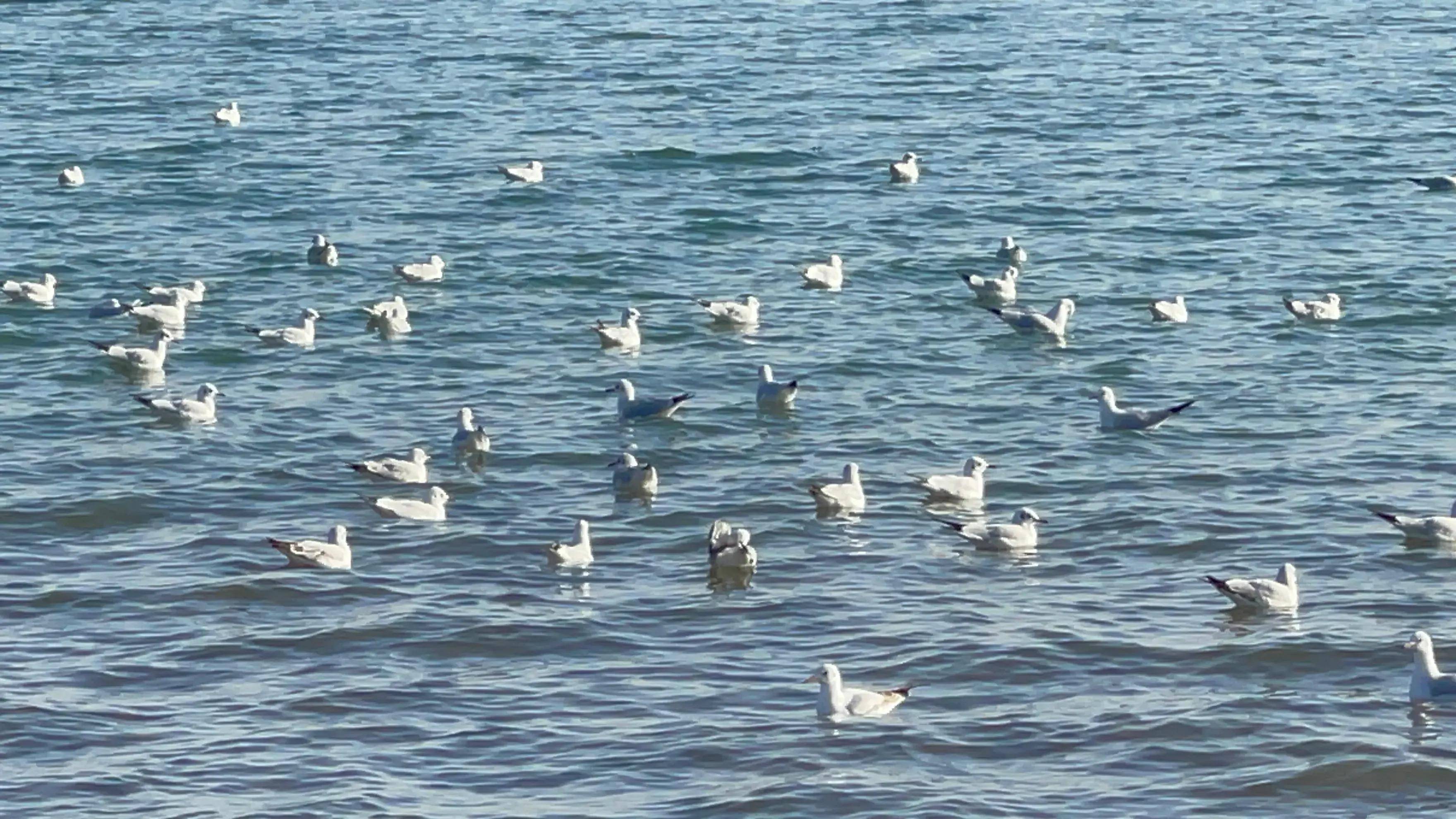 海鸥股份录得4天3板
