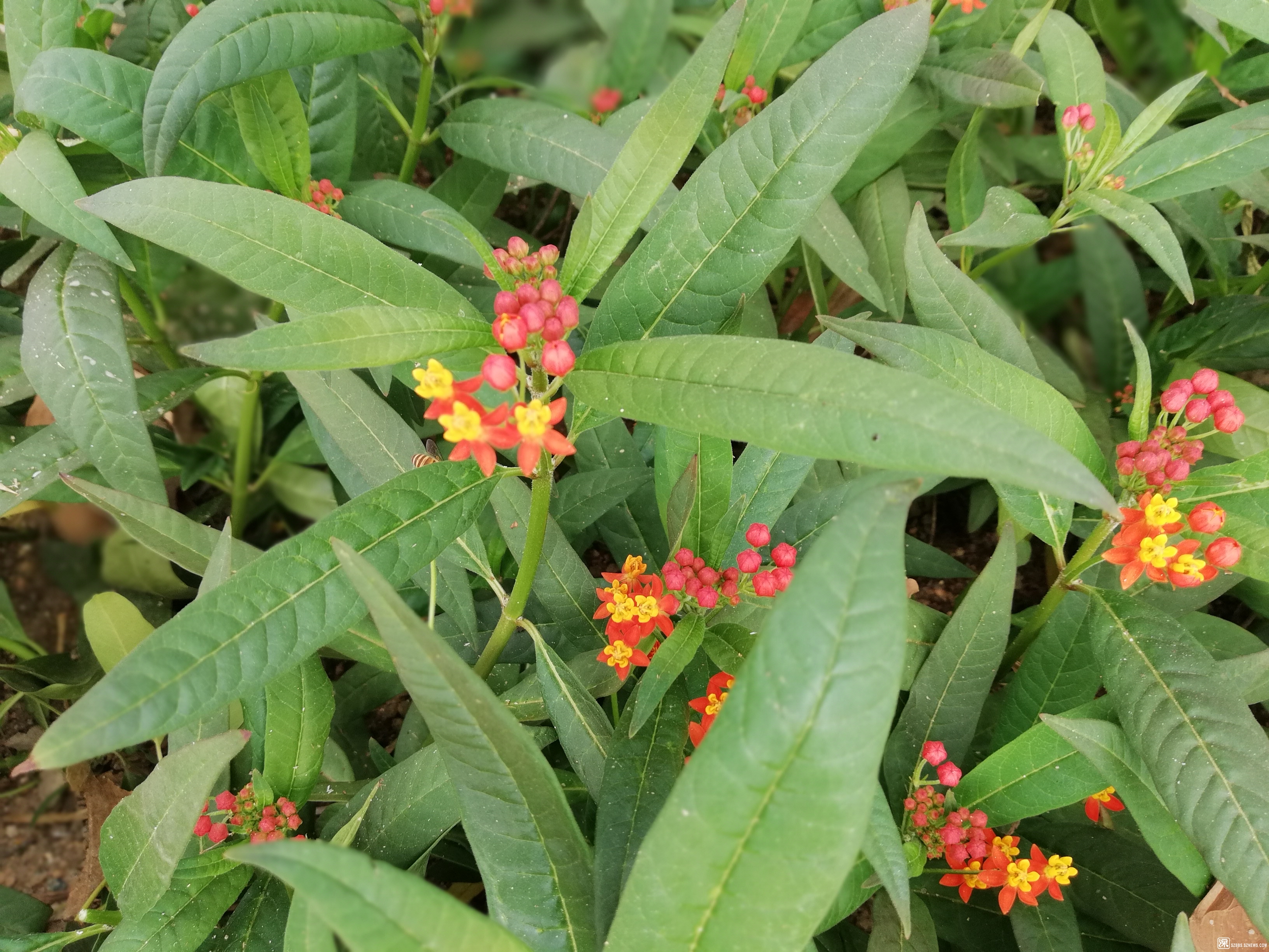 源飞宠物龙虎榜:营业部净卖出2921.03万元