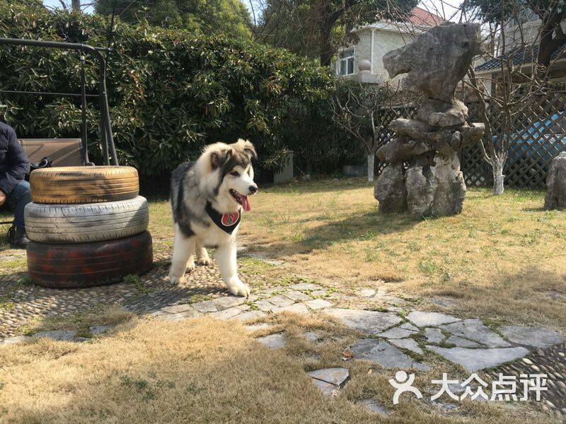 人民同泰成立萌宠之家商贸公司